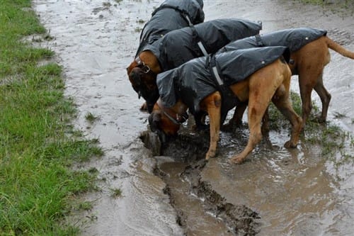 boxer-dog-wearing-raincoats